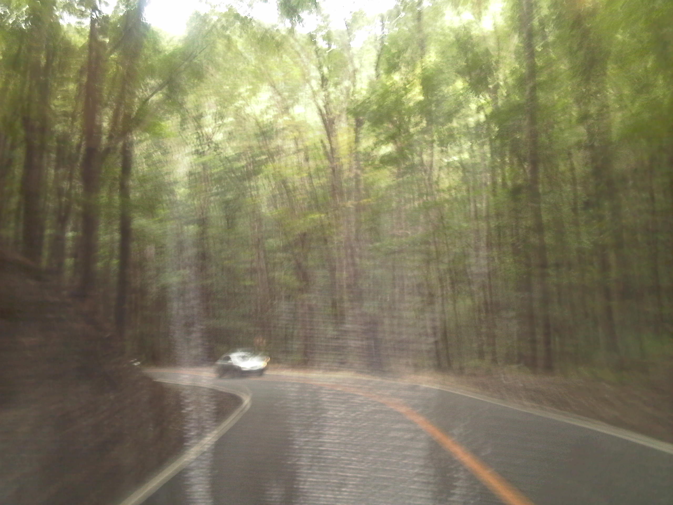 Road inside the man made rain forest